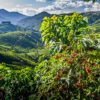 COSTA RICA - Image 6