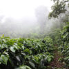 Honduras - Image 3