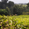 Kenya - Image 8