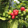 COLOMBIA - Image 2