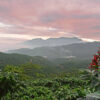 Intenso Espresso Blend - Image 4