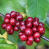 Intenso Espresso Blend - Image 3