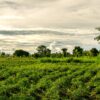 Rwanda - Image 2