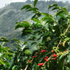 COLOMBIA - Image 2