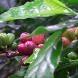 EL SALVADOR