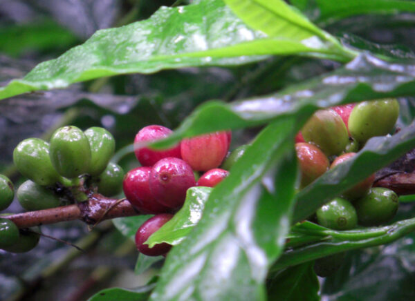 EL SALVADOR