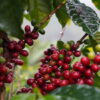 Colombia Pink Borbon Punch - Image 2