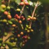 Colombia Decaf - Image 2