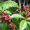 Colombia Guava Banana - Image 2