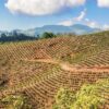 Colombia Decaf - Image 3