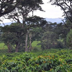 TANZANIA - Image 2