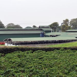 TANZANIA - Image 4