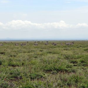 TANZANIA - Image 7